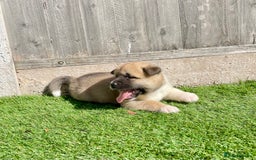 Akita dogs for sale: American Akita Puppys for sale  - Image 17