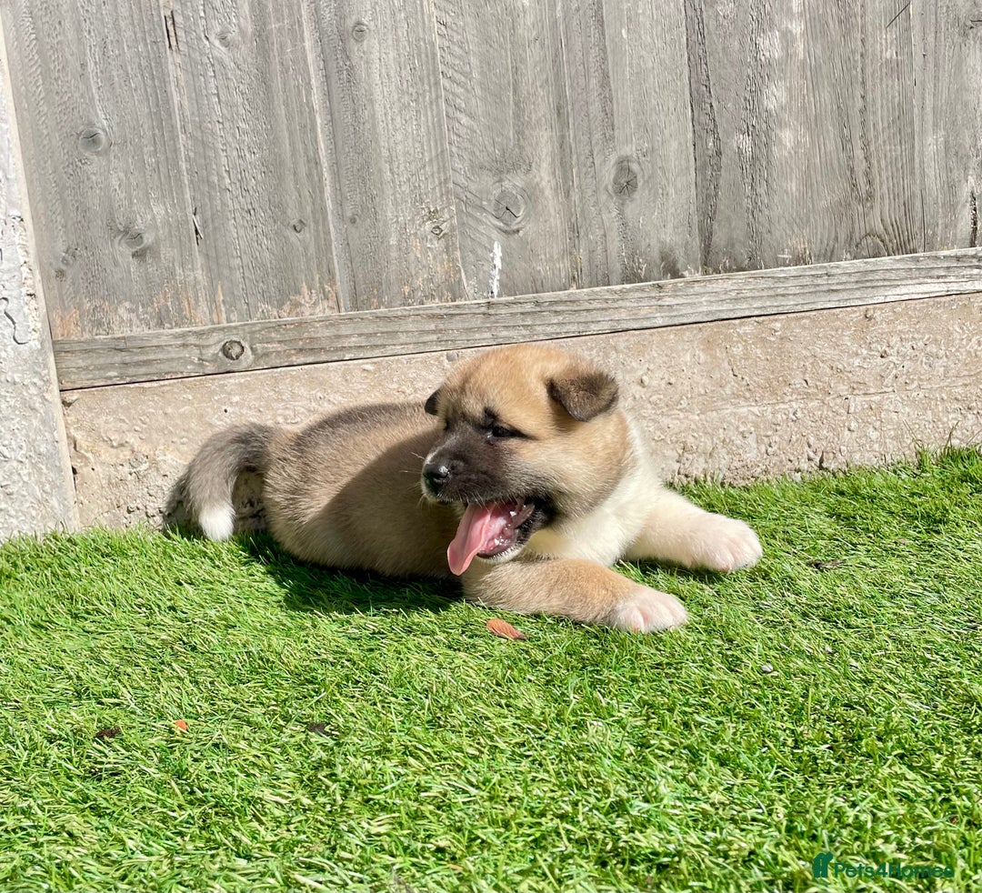 Akita dogs for sale: American Akita Puppys for sale  - Image 17