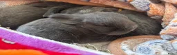 Mini Lop rabbits for sale: Mini Lop Babies  in Stockton-on-Tees - Advert 5