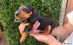 Miniature Dachshund dogs for sale: ADORABLE MINIATURE DACHSHUND PUPPIES FOR SALE - Image 4
