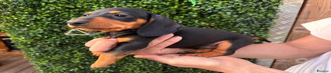 Miniature Dachshund Puppy 1