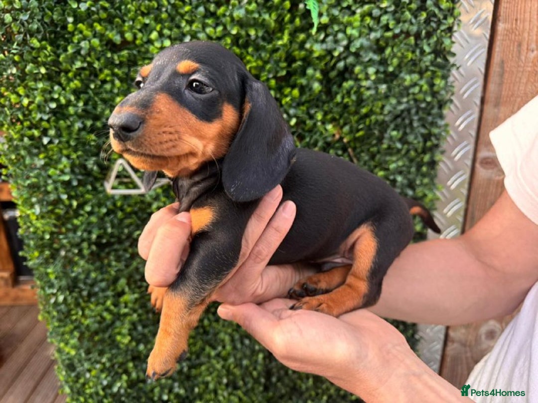 Miniature Dachshund dogs for sale: ADORABLE MINIATURE DACHSHUND PUPPIES FOR SALE - Image 4