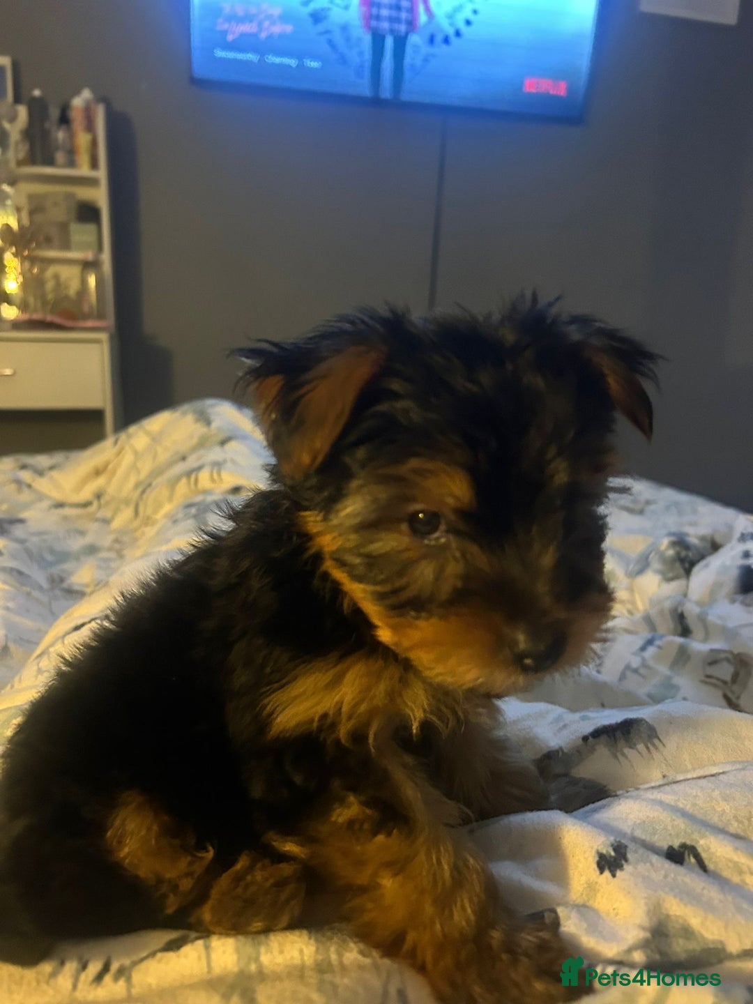 Yorkshire Terrier dogs for sale: yorkshire terrier  - Advert 6