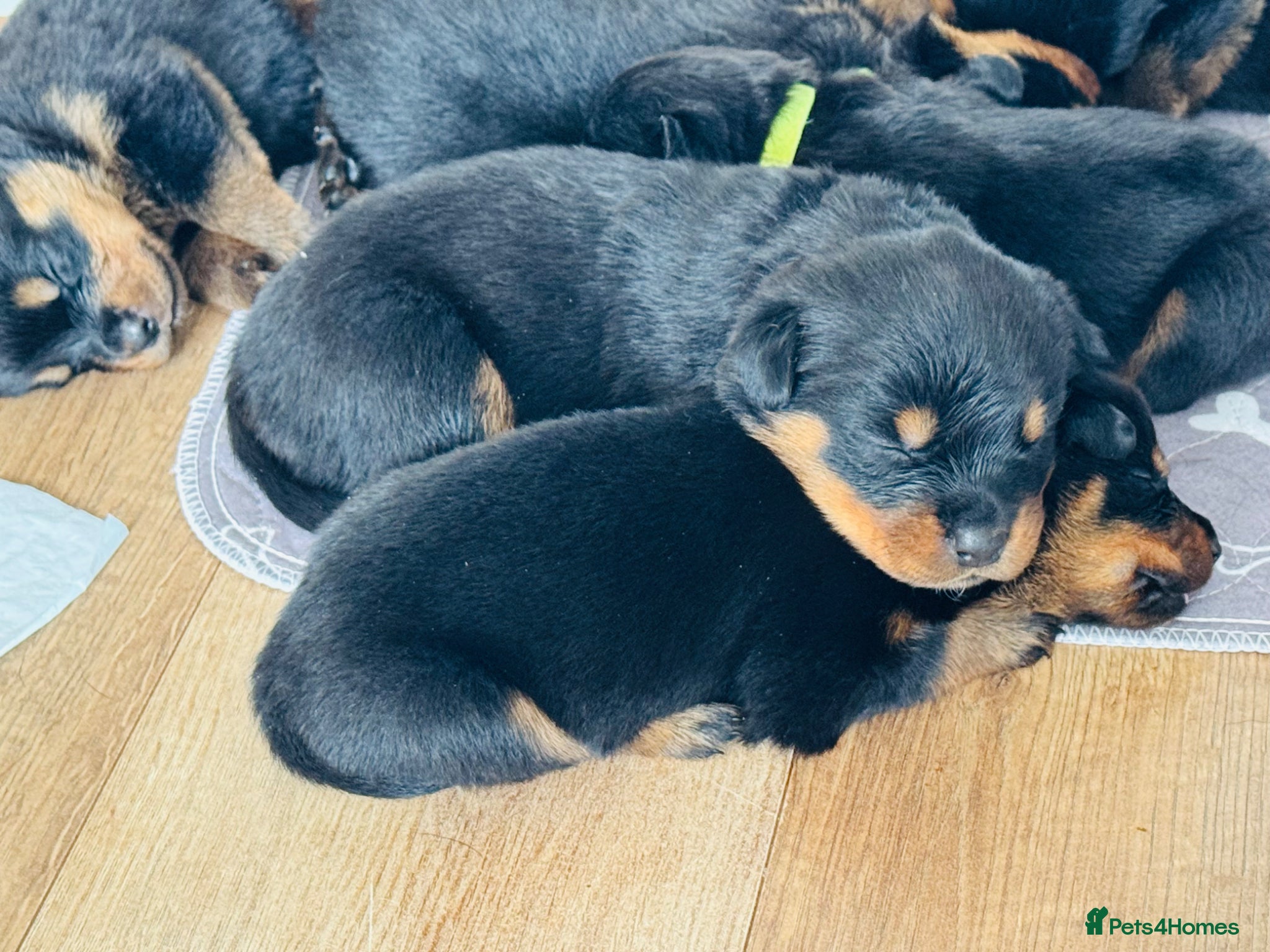 Rottweiler dogs for sale: Pedigree Rottweiler puppies for sale - Advert 18