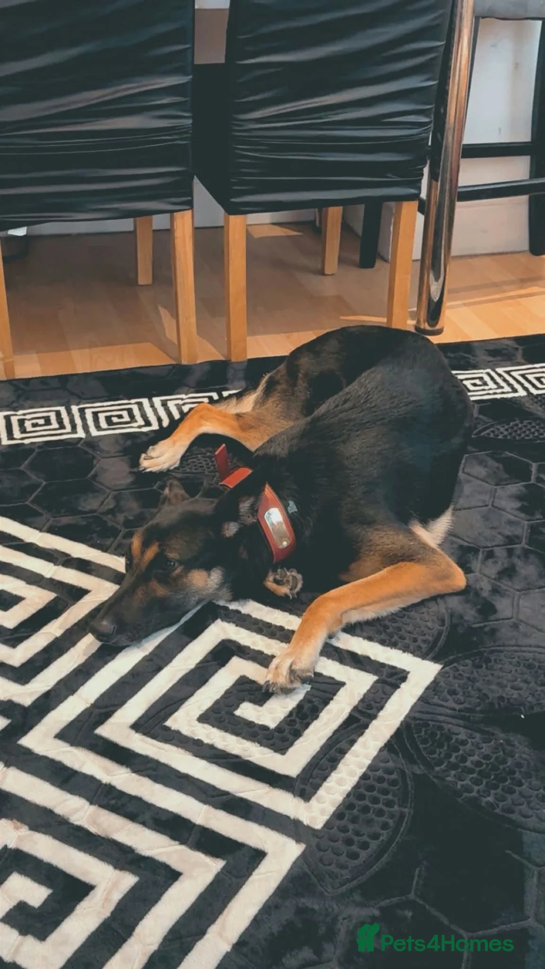 German Shepherd dogs for sale: Sell nala in Mexborough - Advert 4