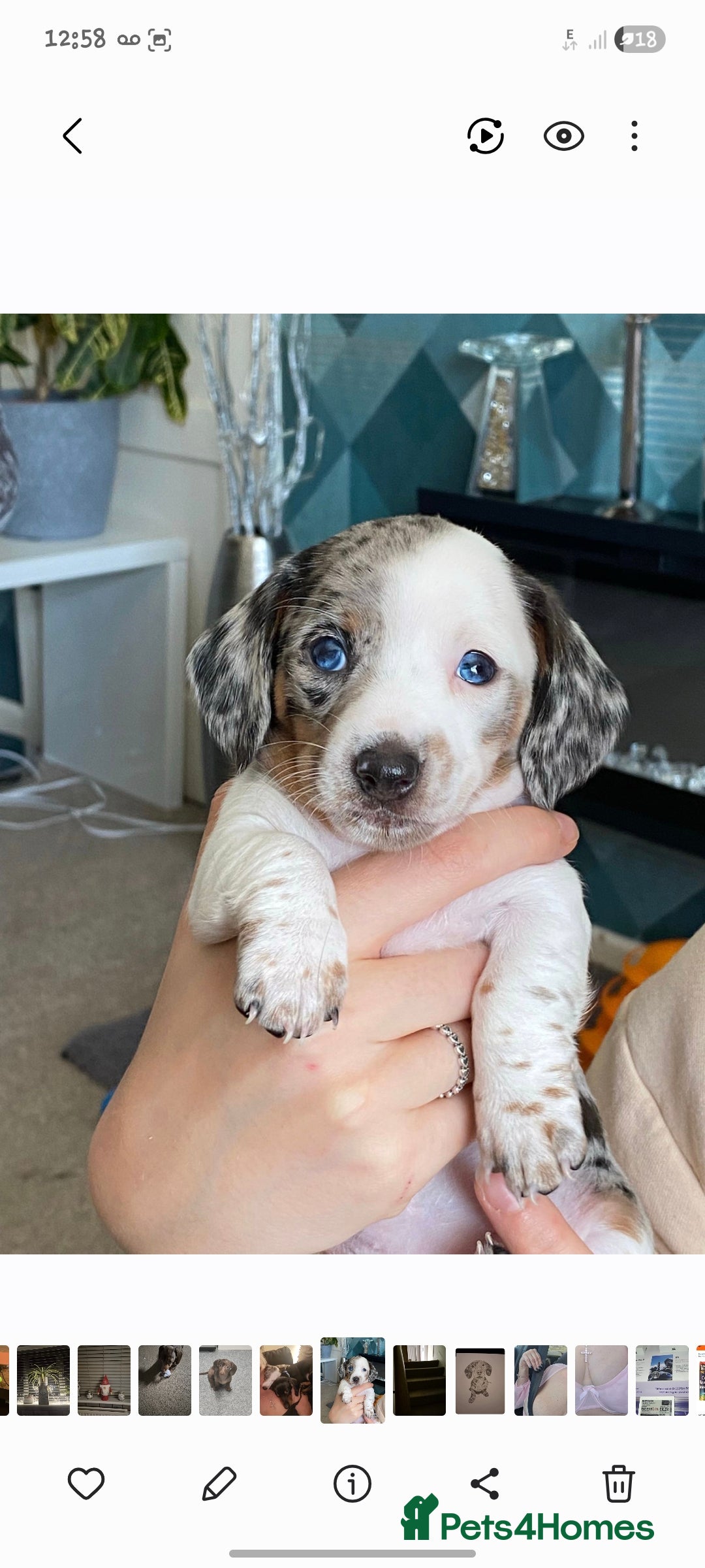 Miniature Dachshund dogs for sale: Stunning Pie-bald White Dapple Dachshund Girl Pup  - Advert 3