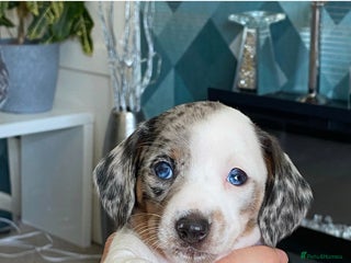 Miniature Dachshund dogs Stunning Pie-bald White Dapple Dachshund Girl Pup - Advert 1