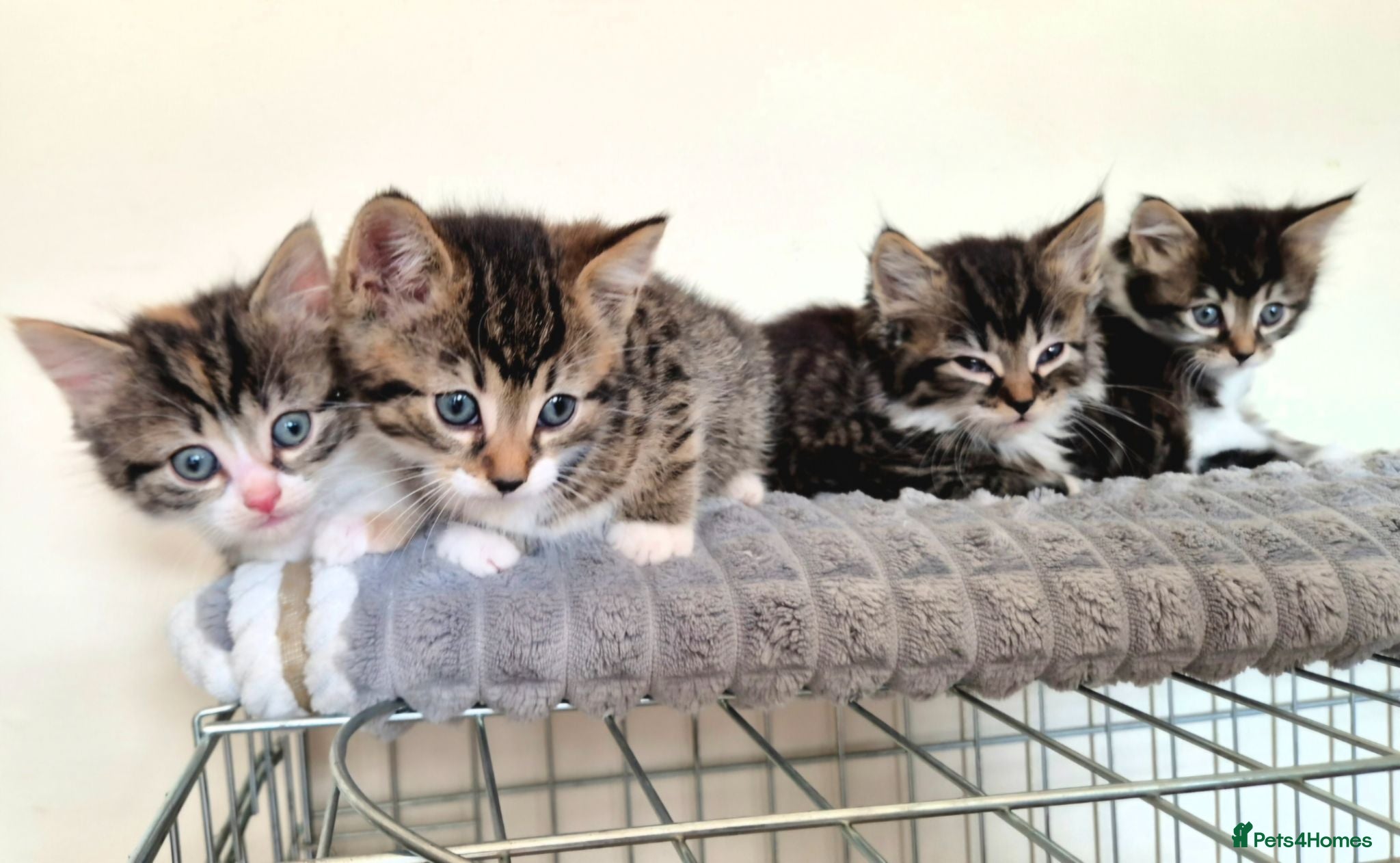 Mixed Breed cats Adorable Kittens for sale - Advert 2