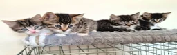 Mixed Breed cats for sale: Adorable Kittens for sale - Advert 2