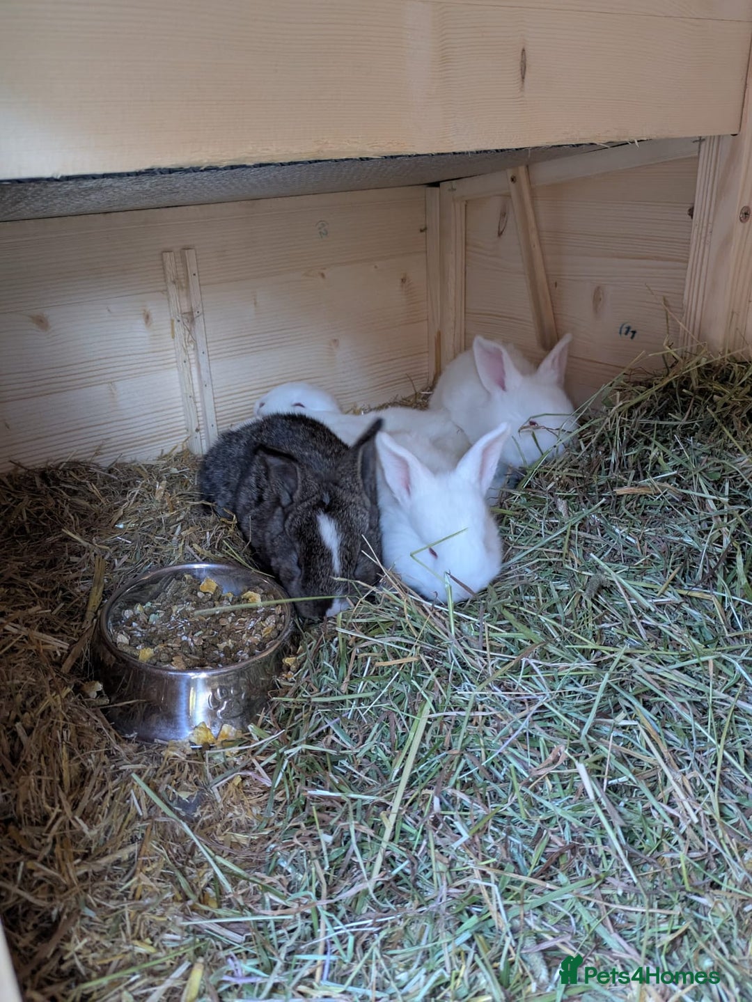 New Zealand rabbits for sale: New Zealand white/Flemish giant babies for sale - Advert 2