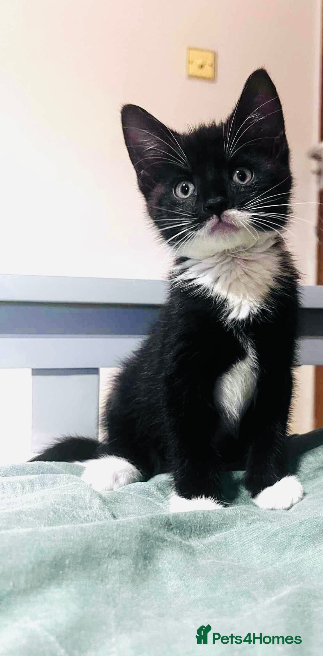 European cats for sale: Male kittens looking for loving Homes - Image 3