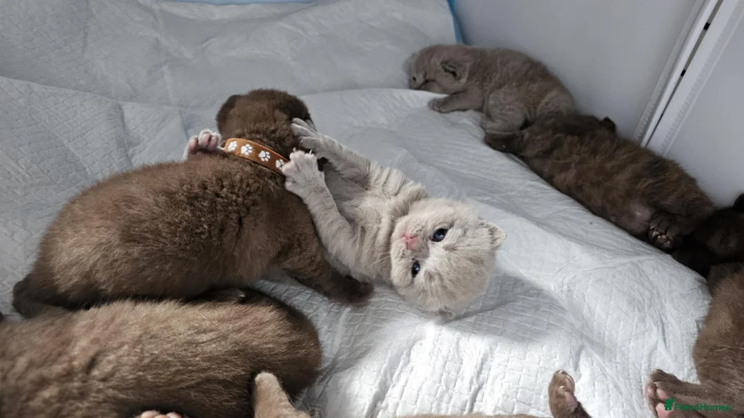 British Shorthair cats for sale: ✨ Stunning British Shorthair Kittens Available ✨ - Advert 8
