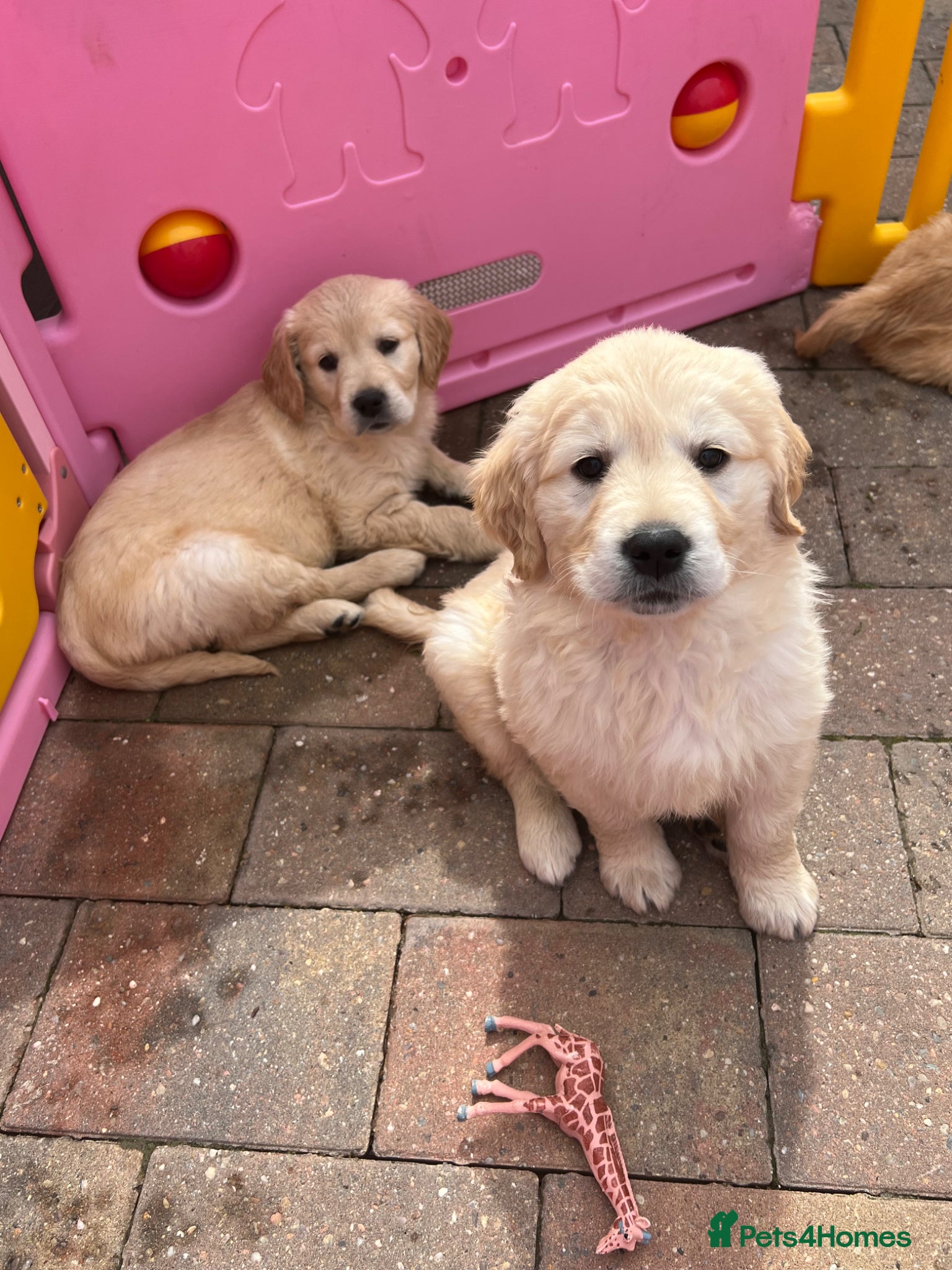 Golden Retriever dogs READY NOW! QUALITY KC REG CHUNKY GOLDEN RETRIEVERS - Advert 5