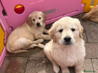 Golden Retriever dogs READY NOW! QUALITY KC REG CHUNKY GOLDEN RETRIEVERS - Advert 5