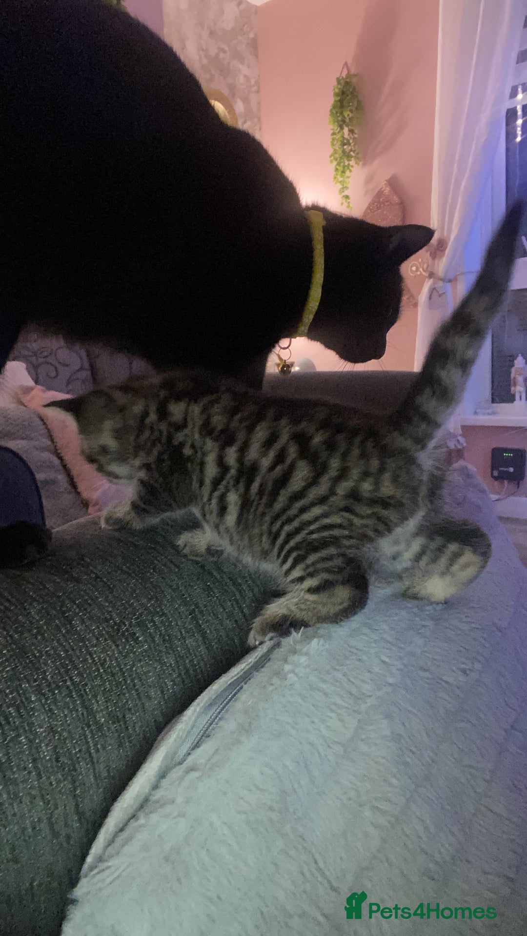 Bengal cats for sale: Last girl  - Advert 2