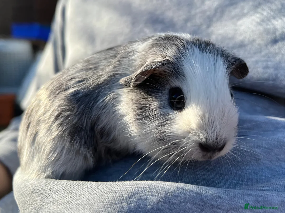 Guinea Pig rodents for sale: Baby Guinea pigs. IP39Es - Advert 1