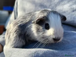 Guinea Pig rodents Baby Guinea pigs. IP39Es - Advert 19