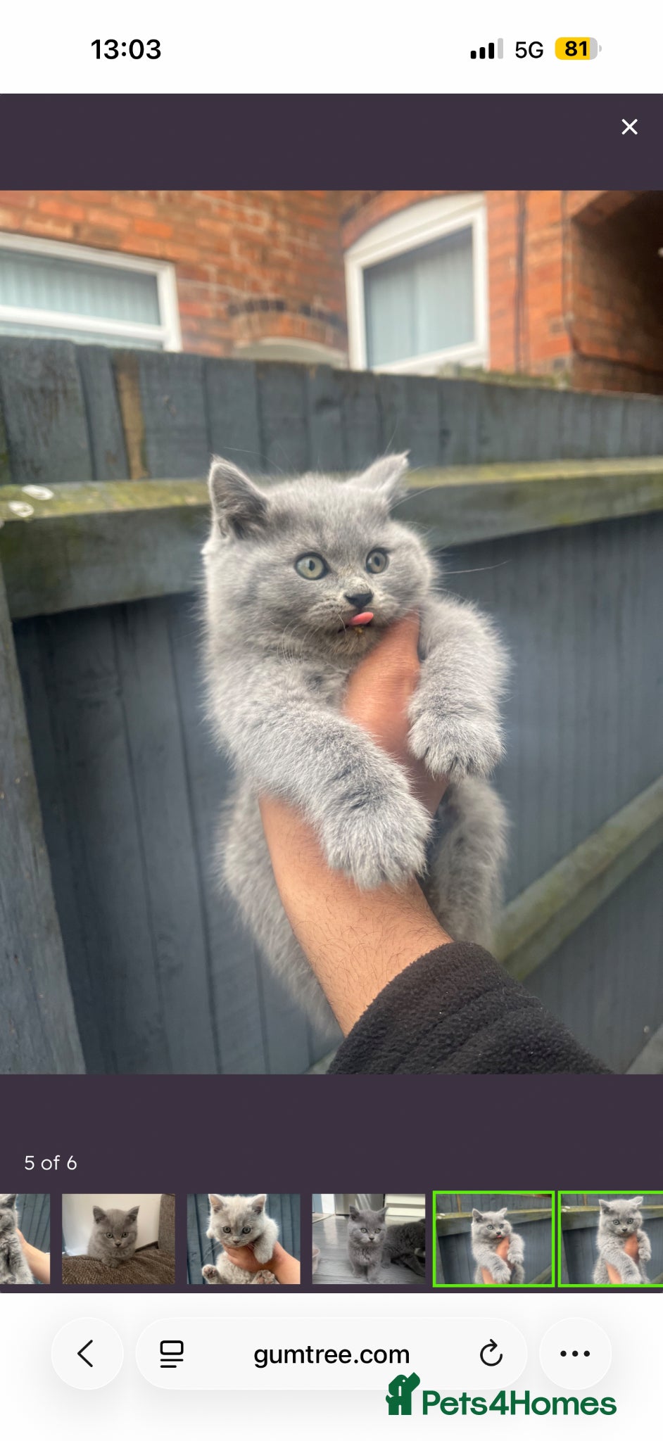 British Shorthair cats BRITISH SHORTHAIR CHUNKY BOY - Advert 1