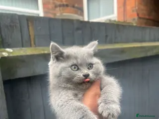 British Shorthair cats BRITISH SHORTHAIR CHUNKY BOY - Advert 1