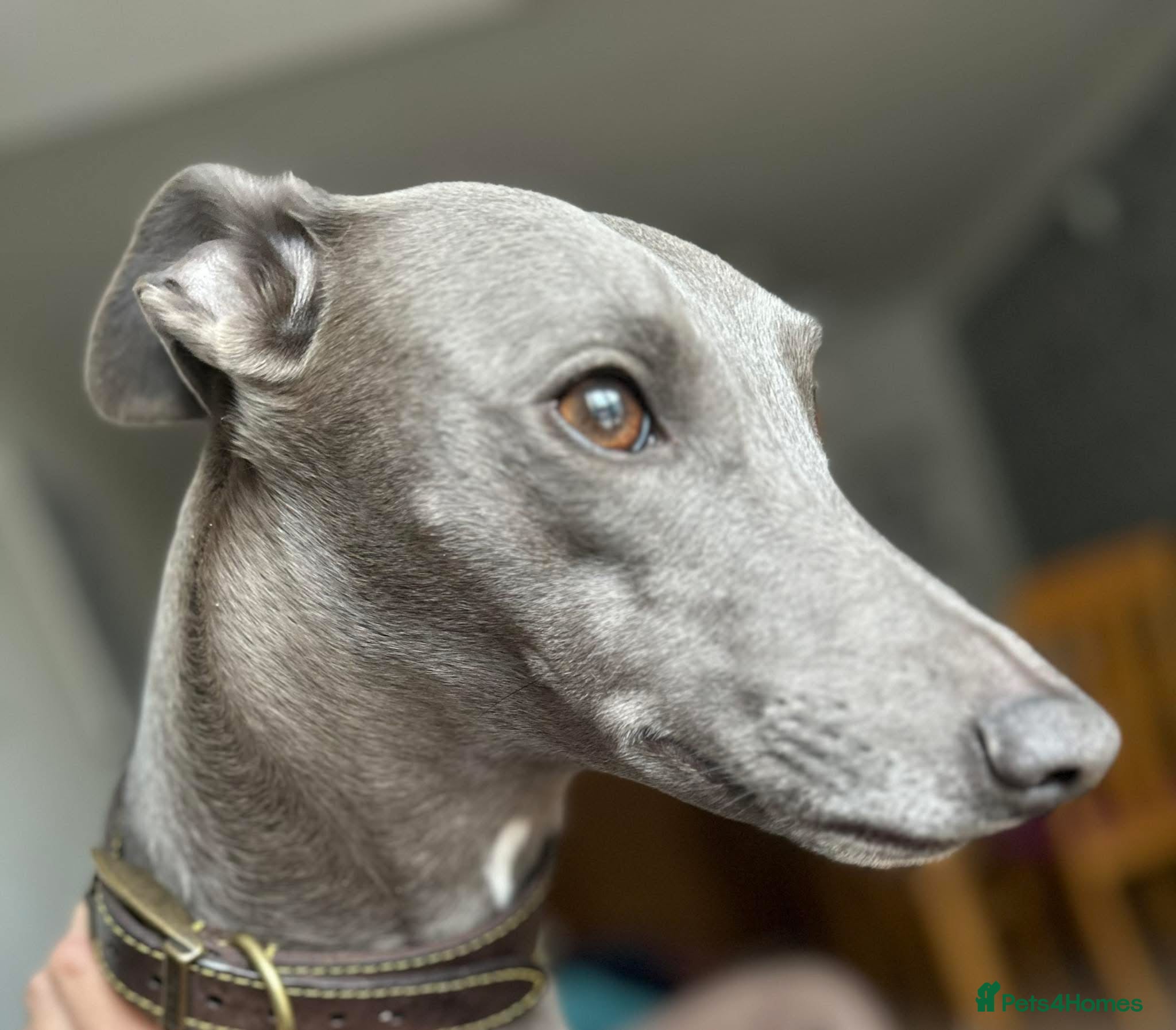 Whippet dogs Exceptionally bred KC whippets - Advert 1