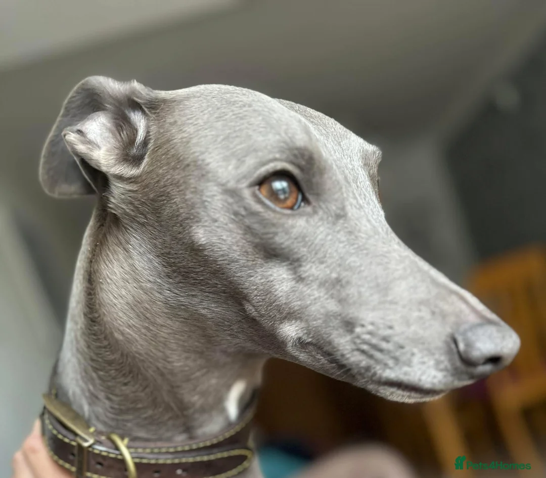 Whippet dogs for sale: Exceptionally bred KC whippets - Advert 1