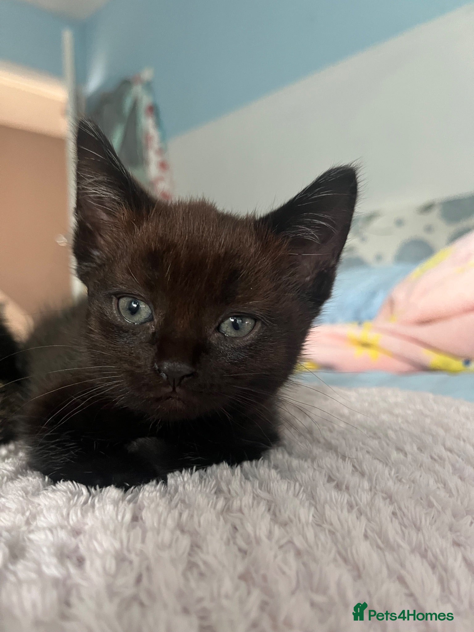 British Shorthair cats Three beautiful British shorthair kittens cross - Advert 1