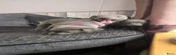 Whippet dogs for sale: Beautiful all blue litter whippet puppies  - Advert 12