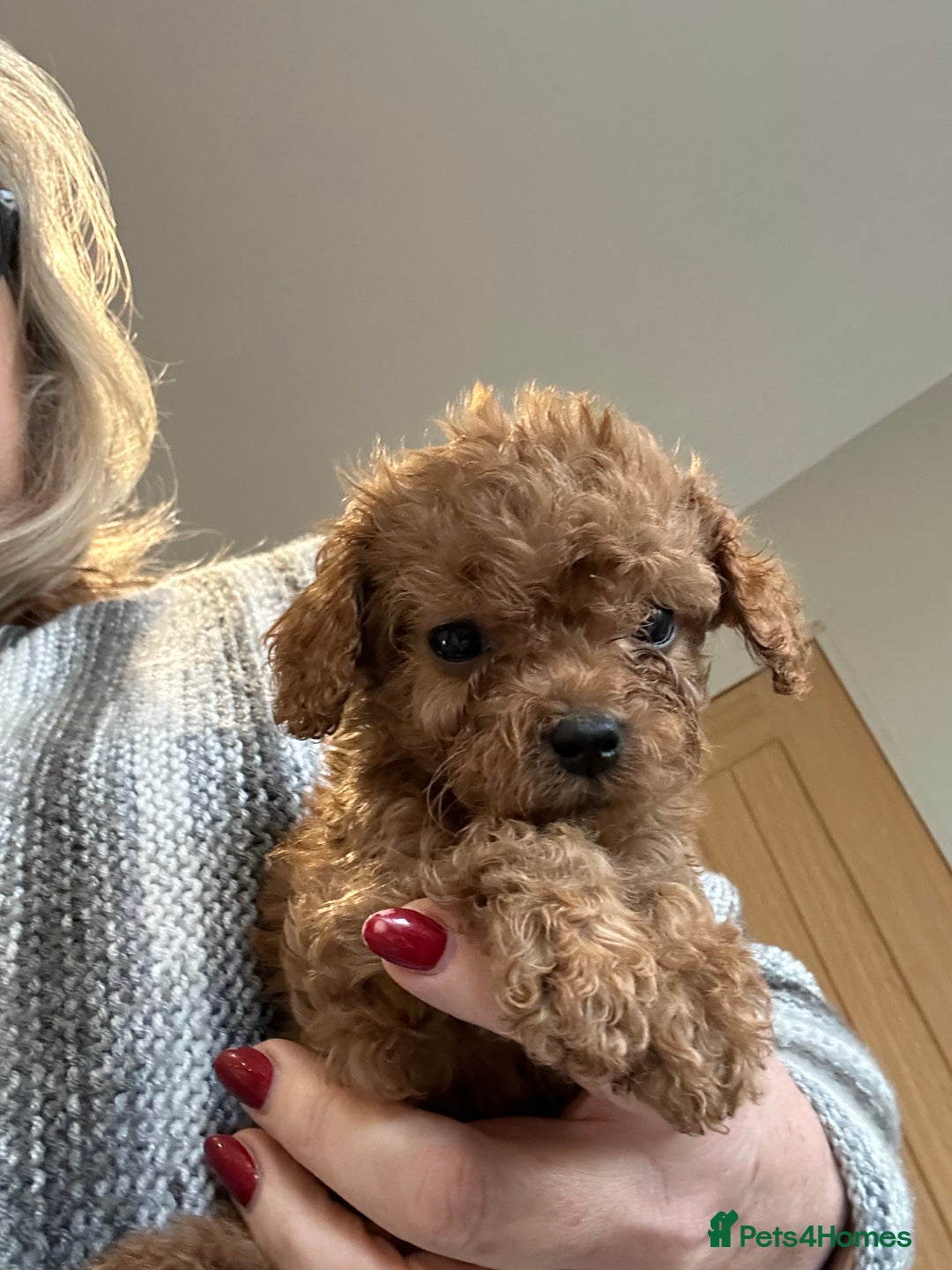 Cavapoo dogs for sale: Cavapoo puppies - Advert 5
