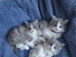 Mixed Breed cats Ragdoll x - Advert 1