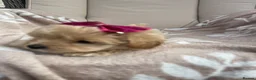 Maltipoo dogs for sale: Maltipoos - Advert 16