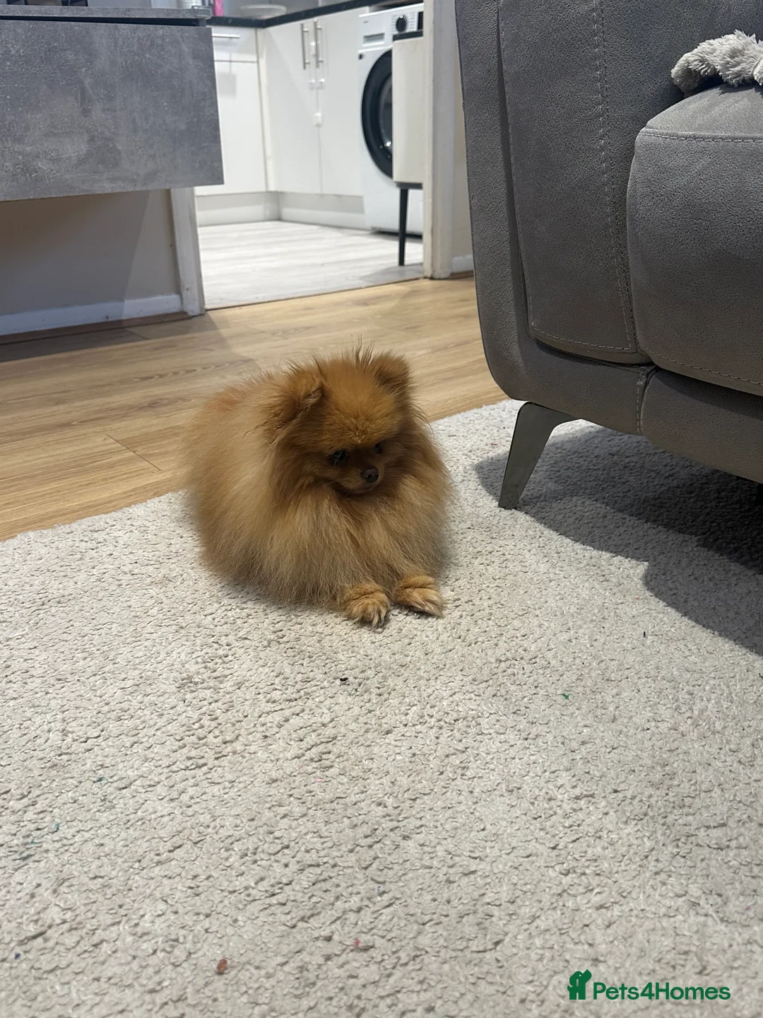 Pomeranian dogs for sale: Tiny European teddy bear face Pomeranian in London - Advert 4