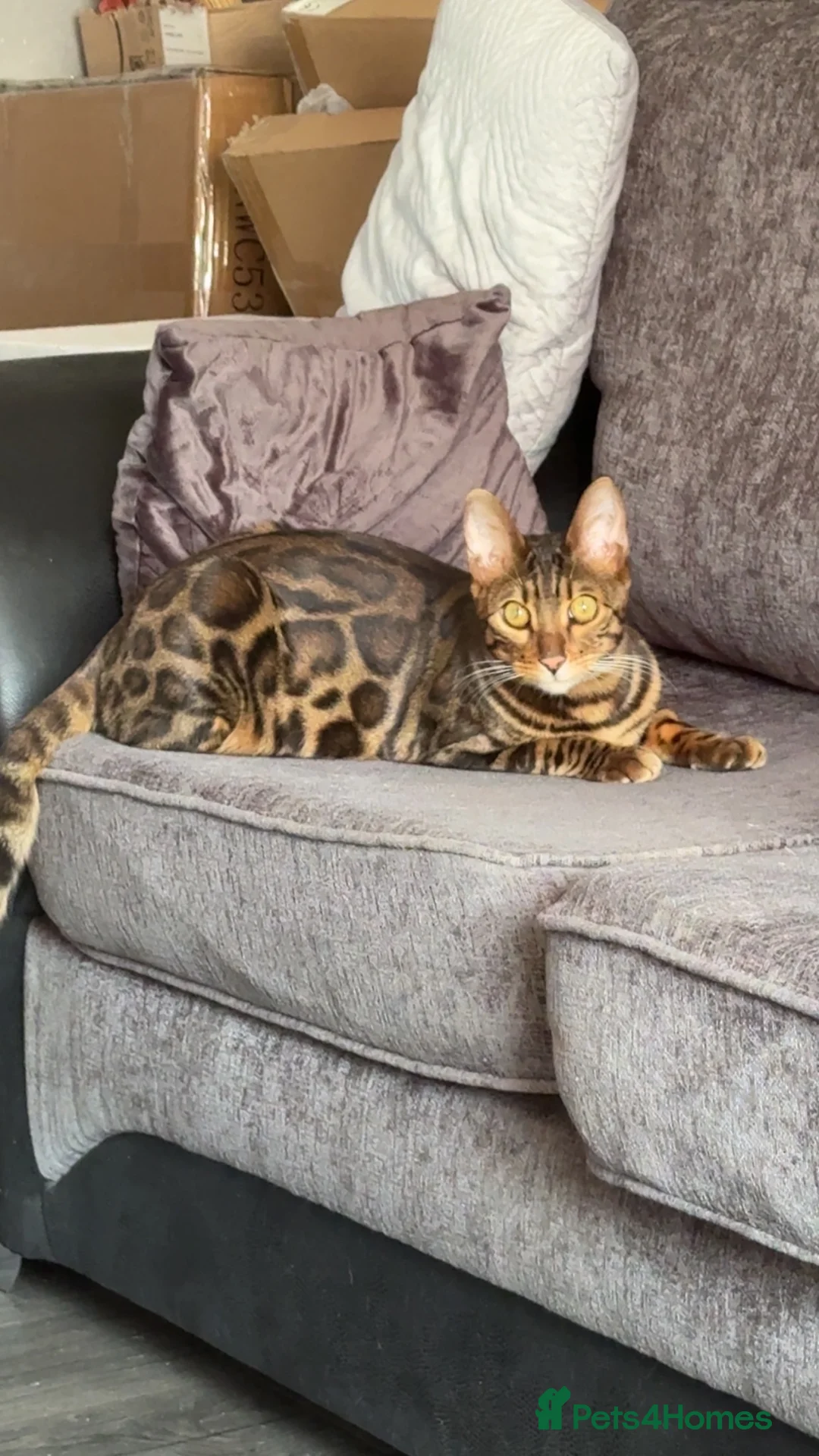 Bengal cats for sale: Bengal Male  - Advert 4