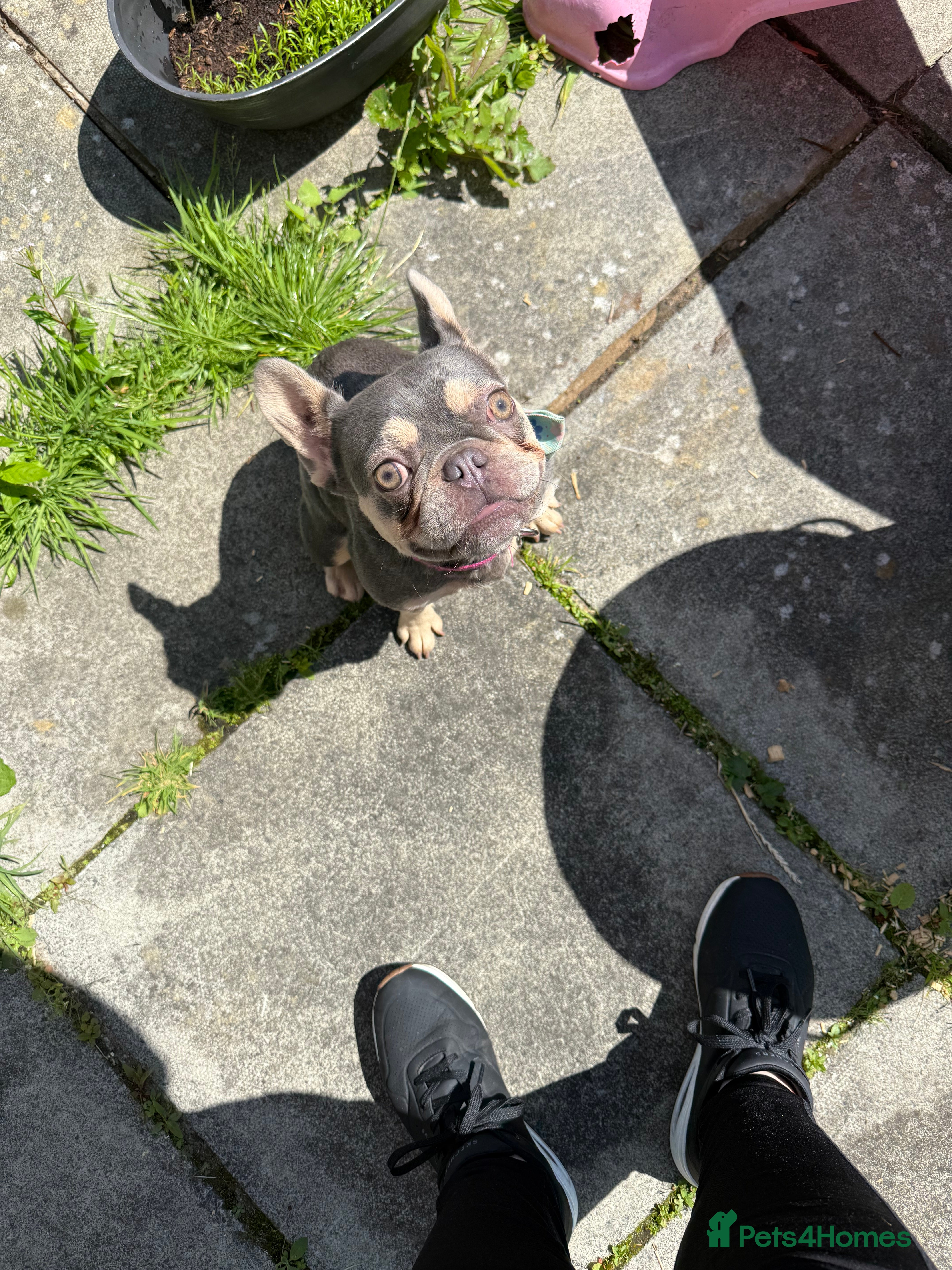 French Bulldog dogs Gorgeous French Bulldog year and a half old - Advert 1