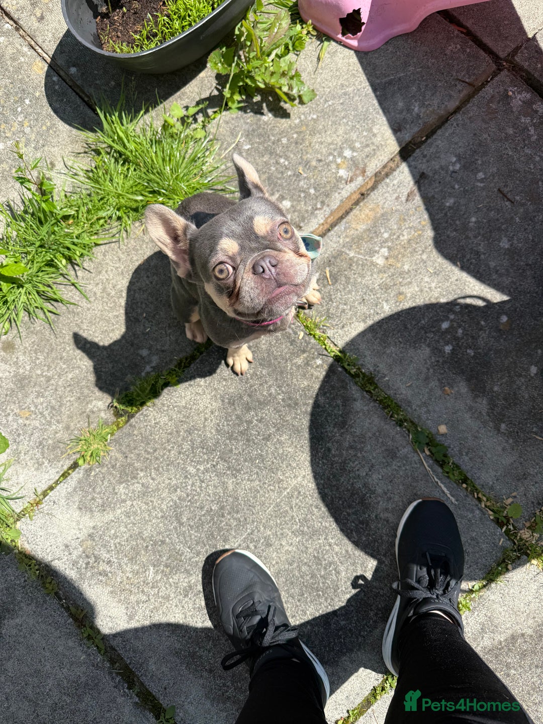 French Bulldog dogs for sale: Gorgeous French Bulldog year and a half old - Advert 1