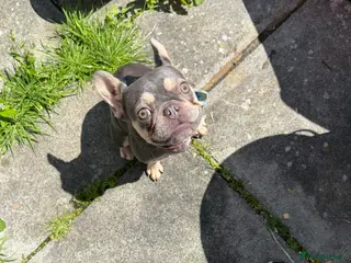 French Bulldog dogs Gorgeous French Bulldog year and a half old - Advert 2