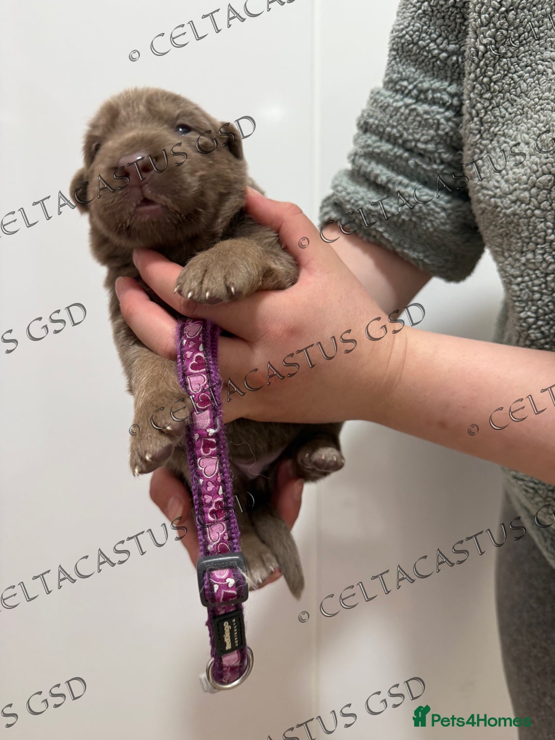 German Shepherd dogs for sale: Kcreg Isabella German shepherd pups  - Image 7