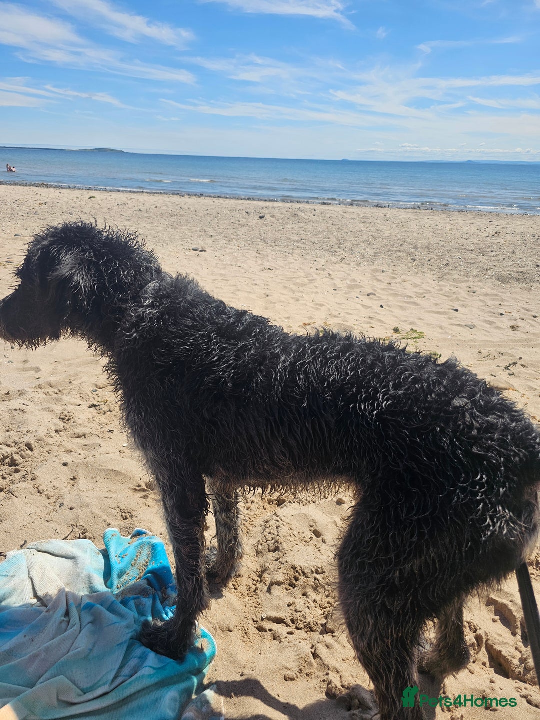Labradoodle dogs for stud: Bigby - Image 9