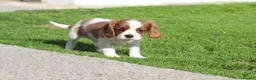 Cavalier King Charles Spaniel dogs for sale: Beautiful Cavalier King Charles Spaniel puppies - Advert 16