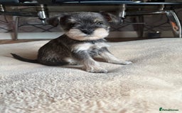 Miniature Schnauzer dogs for sale: 5 beautiful mini schnauzer puppies  - Image 2