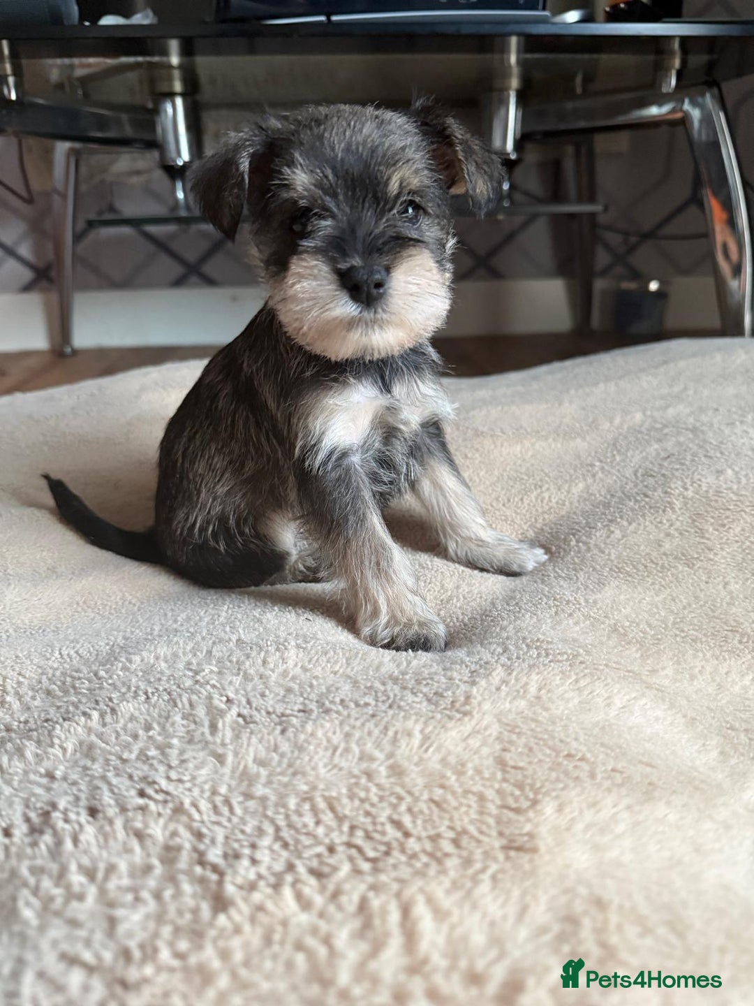 Miniature Schnauzer dogs for sale: 5 beautiful mini schnauzer puppies  - Image 2