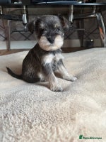 Miniature Schnauzer dogs - Advert 2