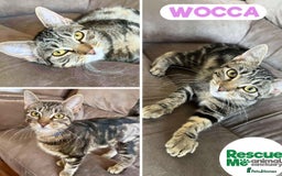 Mixed Breed cats for adoption: Wocca - sweet girl - Image 2