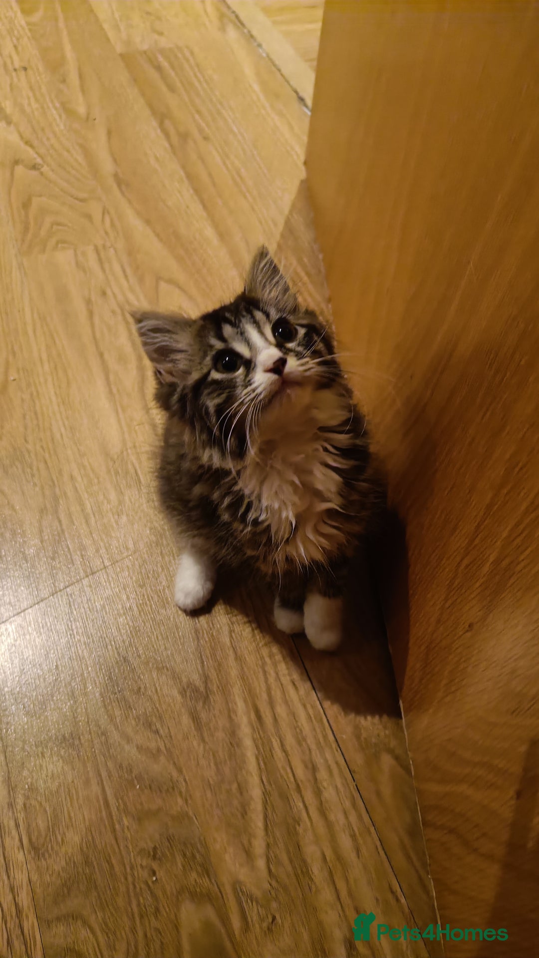 Mixed Breed cats for sale: Fluffy cute kittens available  - Image 11