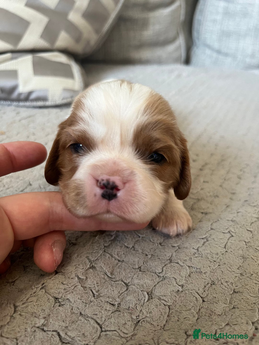 Cavalier King Charles Spaniel dogs for sale: Male and female available  - Advert 3