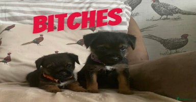 Border Terrier dogs - Advert 4