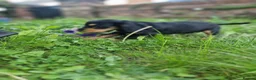 Cocker Spaniel dogs for sale: KC REGISTERED COCKER SPANIELS - Advert 5