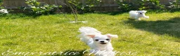Maltese dogs for sale: Tiny KC Reg. Korean Maltese- CH line show dogs! - Advert 22