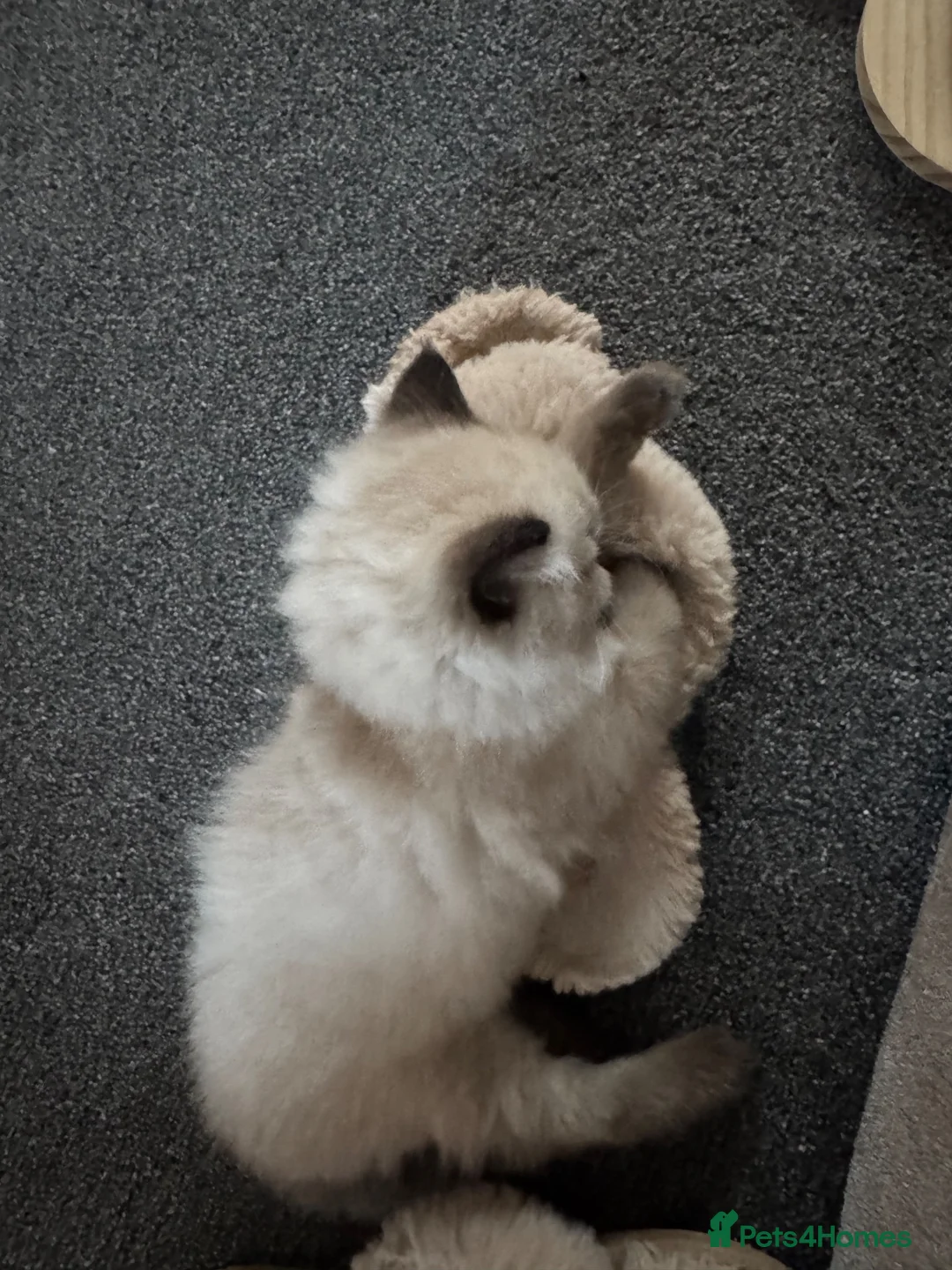 Ragdoll cats for sale: Beautiful sealpoint ragdoll kittens in Cannock - Advert 2