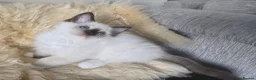Ragdoll cats for sale: Gorgeous mitted Ragdoll girls - Advert 6
