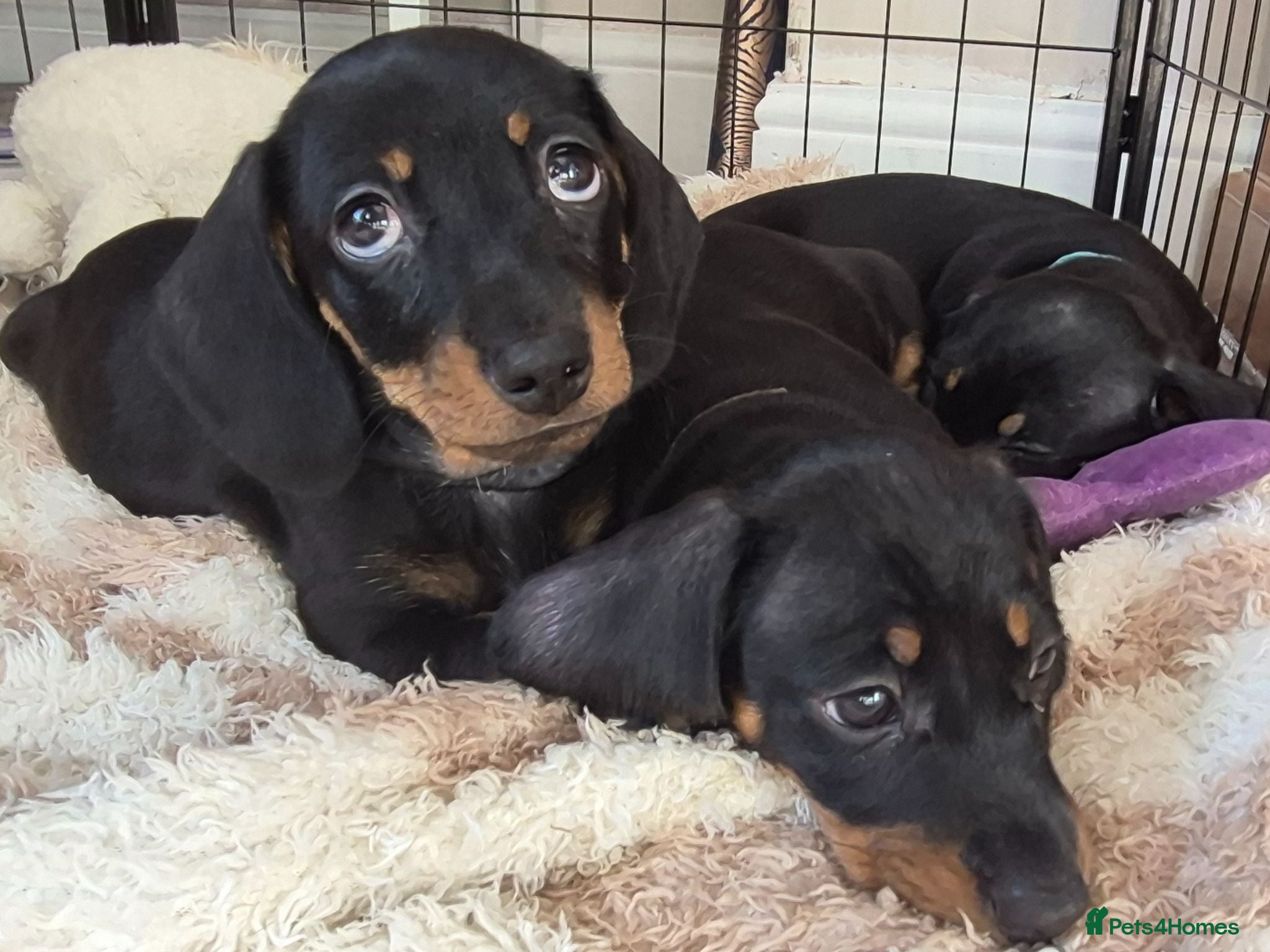 Miniature Dachshund dogs Miniature Dachshund puppies Last 2 READY NOW 🏡 - Advert 12